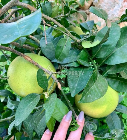 Вилла 3+1 с видом на море, 250 кв.м. в районе Бекташ - Ракурс 7