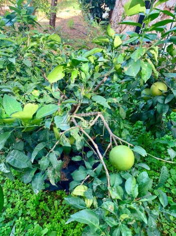 Вилла 3+1 с видом на море, 250 кв.м. в районе Бекташ - Ракурс 9