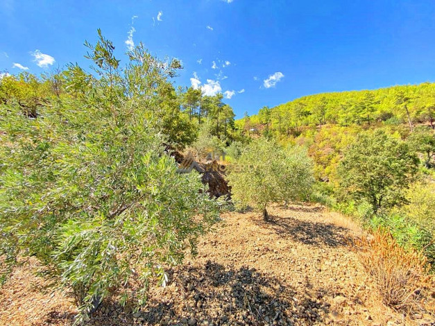 Участок земли для инвестиций в районе Чамлыджа города Аланья, 5293 м2 - Ракурс 4