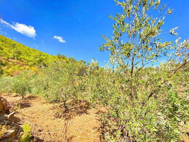 Участок земли для инвестиций в районе Чамлыджа города Аланья, 5293 м2 - Ракурс 22