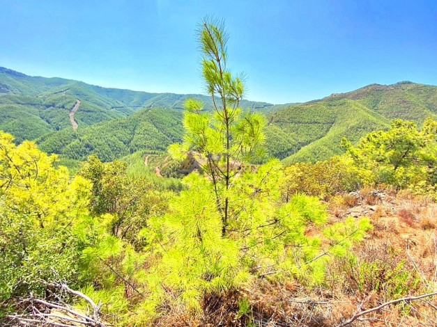 Инвестиционное предложение - участок земли в пригороде города Аланья, 2660 м2 - Ракурс 18