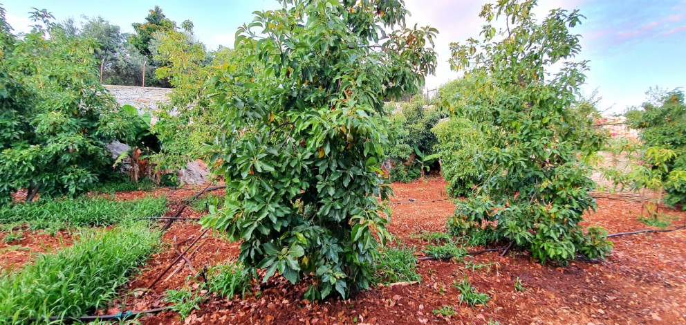 Вилла планировки 3+1, 370м2 с панорамным видом на море и горы, район Газипаша - Ракурс 2