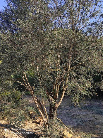 Участок земли площадью 2480м2 - Ракурс 4