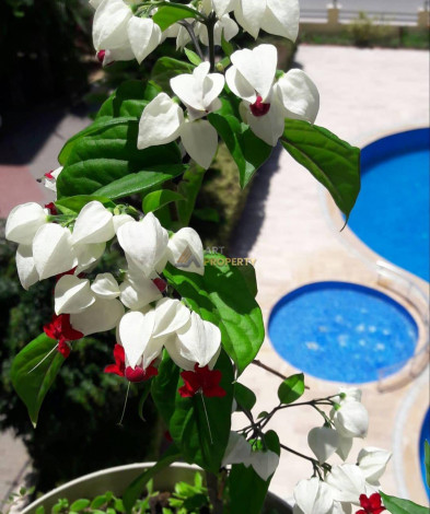 Меблированная квартира планировки 3+1, 150м2 в районе Махмутлар - Ракурс 14