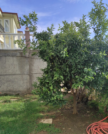 Уютная меблированная вилла в популярном жилом комплексе, район Каргыджак - Ракурс 8