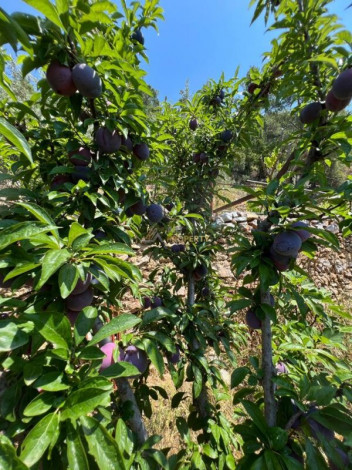 Уютная отдельно стоящая вилла планировки 5+2 в центральной части города Аланья - Ракурс 43